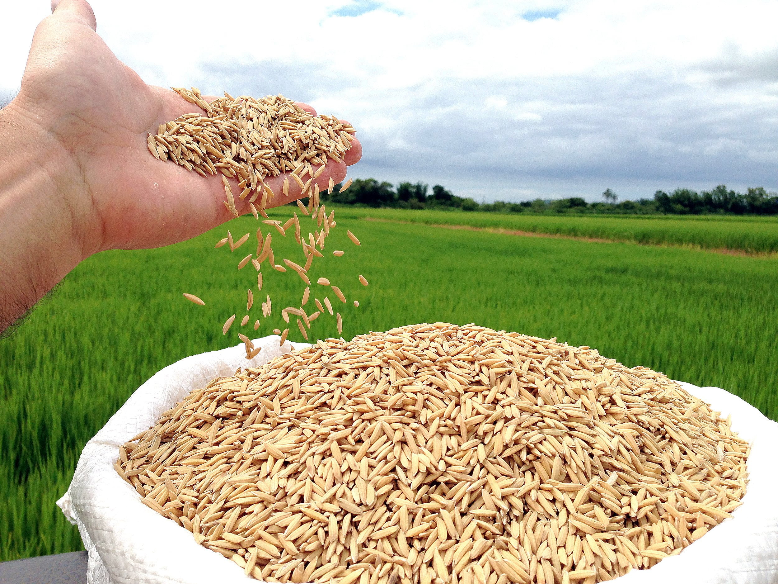 Casca de arroz vira energia em indústria