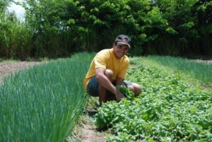 BNB libera cerca de R$ 800 mil para agricultores familiares da região de Arapiraca
