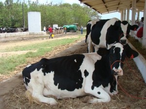 Estado realiza curso de alimentação para bovinos leiteiros