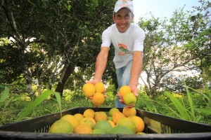 Produção de laranja lima orgânica muda cenário no Vale do Mundaú