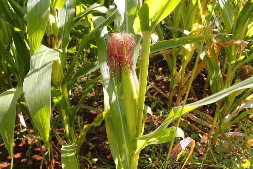 Ausência de chuva pode afetar produção de milho em Alagoas