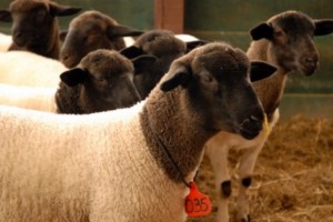 Reprodutores de ovinos e caprinos serão entregues ao Centro Xingó