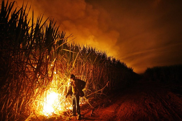 ALE discute impacto do fim da queima da cana no trabalho rural