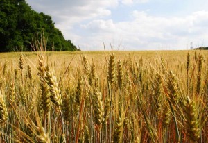 Preço do trigo continua em queda no país