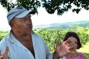 Agricultor aposta na produção de laranja em área de pecuária de leite