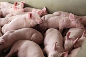 Valorização da carne suína exportada contribui para altas dos preços no BR