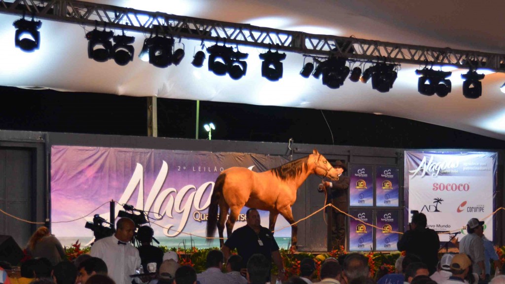 2ª edição do Leilão Alagoas Quarter Horse é sucesso de vendas