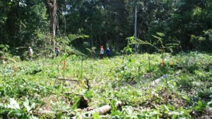 Plantio de árvores promove regeneração de florestas em reserva legal