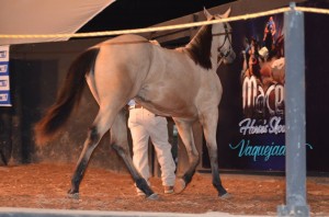 Maceió Horse’s Show cresce e vende mais de 2 milhões na Expoagro