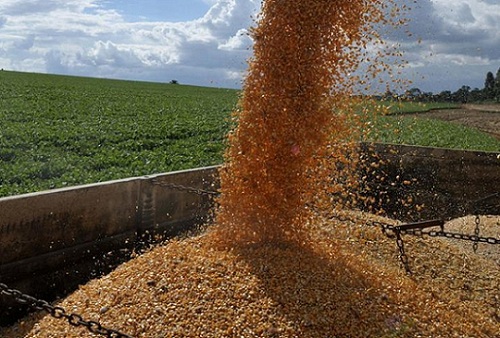 Para reduzir preço, governo libera venda de milho para alimentação animal
