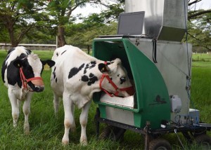 Cocho automatizado mede gases de efeito estufa na bovinocultura
