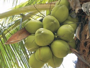 Encontro debate fortalecimento da cultura do coco em Alagoas