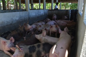 Sempma desativa o maior criatório de porcos em área urbana de Maceió