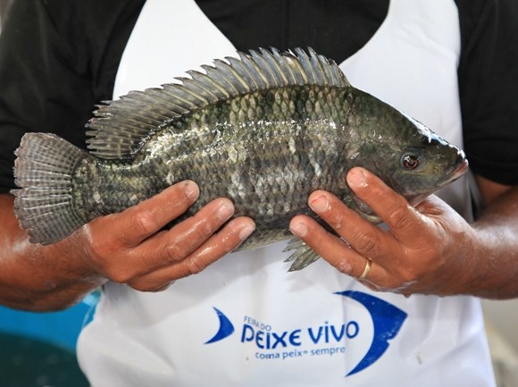 Governo de Alagoas realiza Feira do Peixe Vivo em Maceió