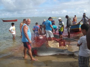Tubarões-tigres são capturados no Pontal do Peba, AL