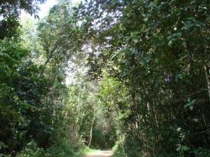 IMA participa de ação conjunta para coibir desmatamento na APA de Murici
