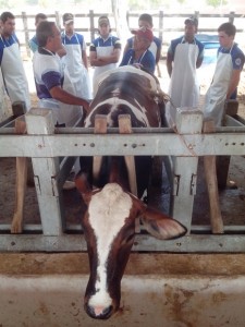 Curso de inseminação artificial em bovinos é oportunidade para melhorar rebanho