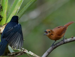 Parque Municipal de Maceió é reduto de aves raras e atrai pesquisadores