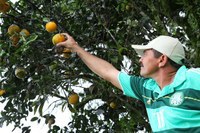 Produtores de laranja lima de Ibateguara aprendem sobre poda