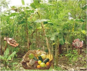 Sistema de agroflorestas é mais vantajoso na produção de orgânicos