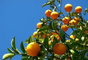 Clima mais quente aquece demanda por laranja