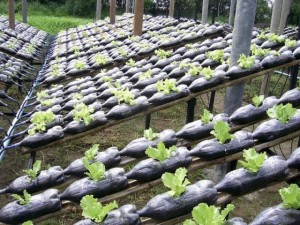 Hidroponia utiliza até 90% menos água no cultivo de hortaliças