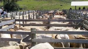 Brasil atinge recorde de 215,2 milhões de cabeças de gado