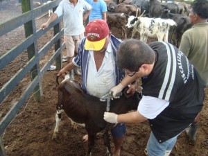 Adeal vacina bezerras contra brucelose, em Minador do Negrão