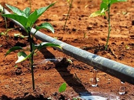 Esgoto tratado favorece agricultura e poupa água para consumo, mostra estudo