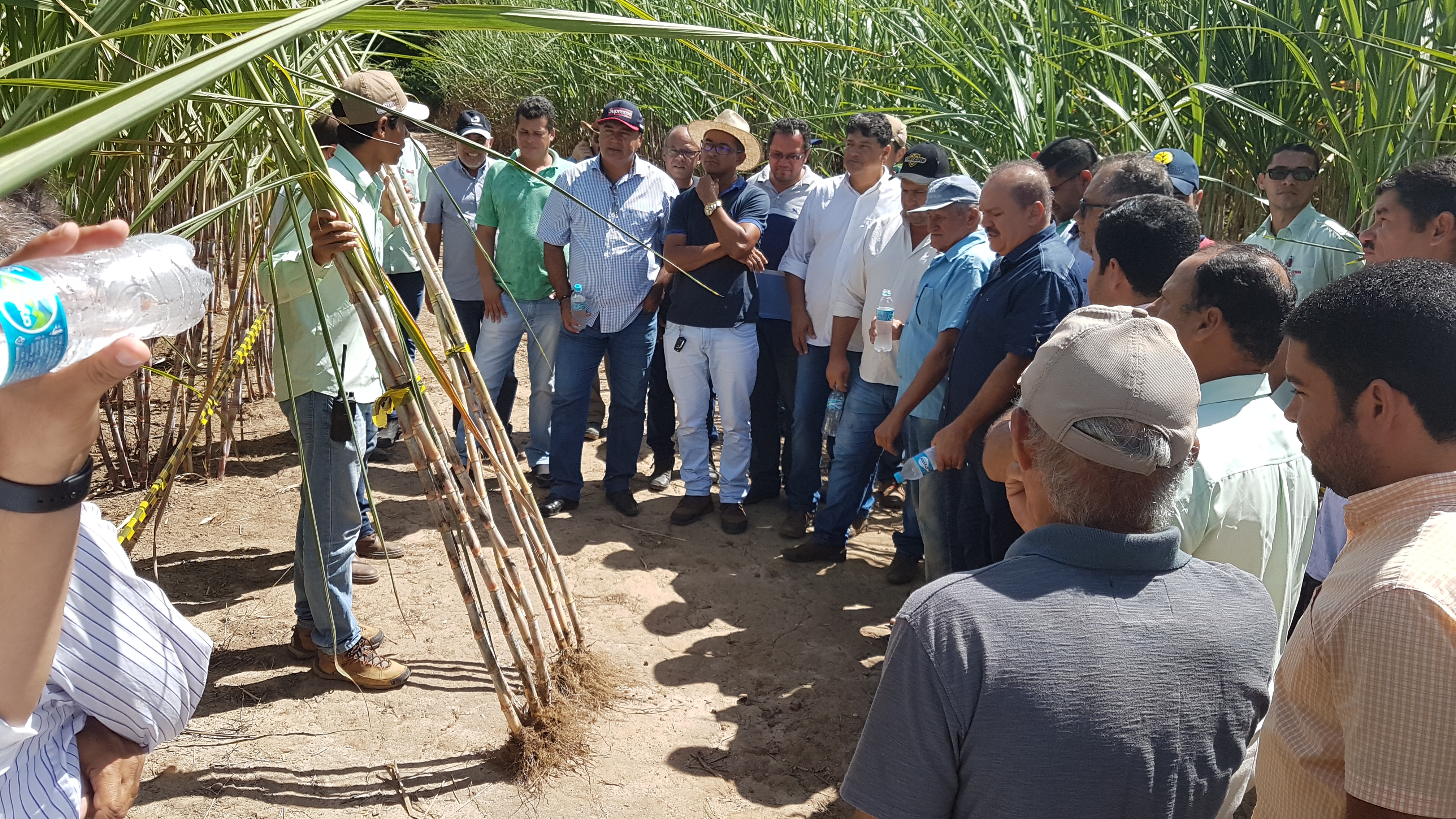 Dia de campo em Pindorama apresenta técnica de aumento da produtividade do canavial