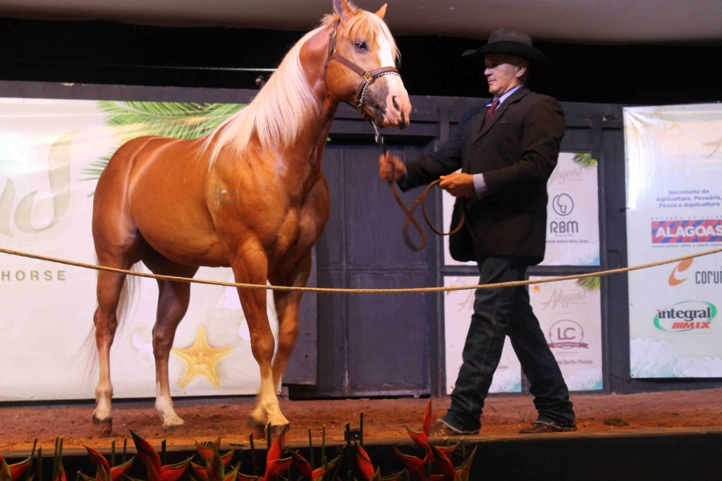 3º Leilão Alagoas Quarter Horse  cresce e fatura mais de R$ 2 milhões