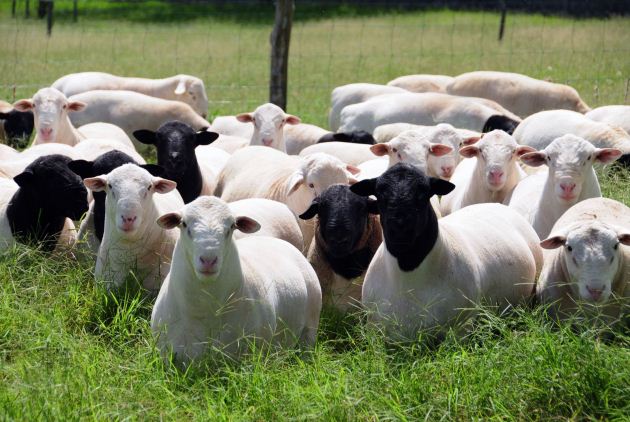 Expoagro terá 1º workshop para ovinos da raça dorper
