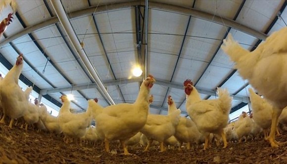 Decreto garante isenção do ICMS para cadeia produtiva de aves