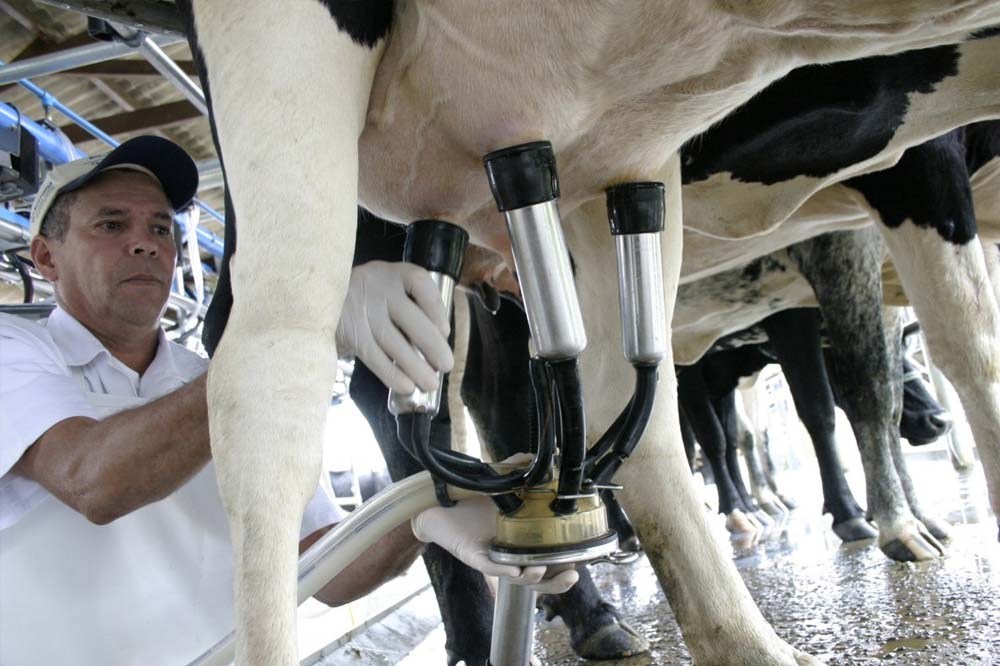 Preço do leite pago aos produtores tem quarto mês de alta