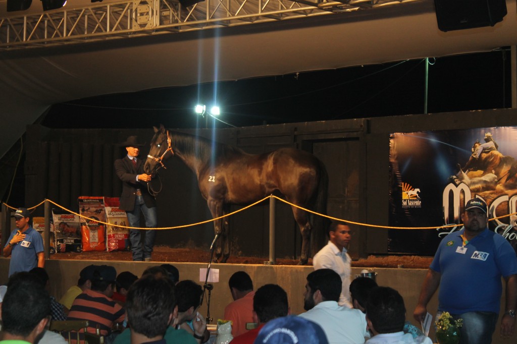 Leilão Maceió Horse’s Show faz uma das melhores médias da temporada 2015