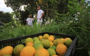 Produtores orgânicos de APL comercializam frutas em praça de Maceió