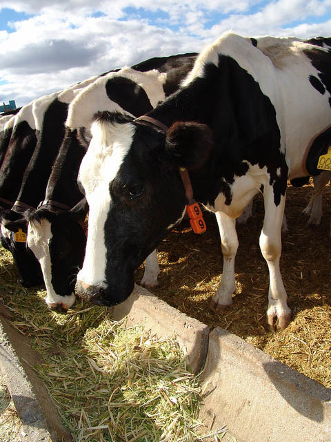 Codevasf investe na produção familiar de leite no Semiárido alagoano