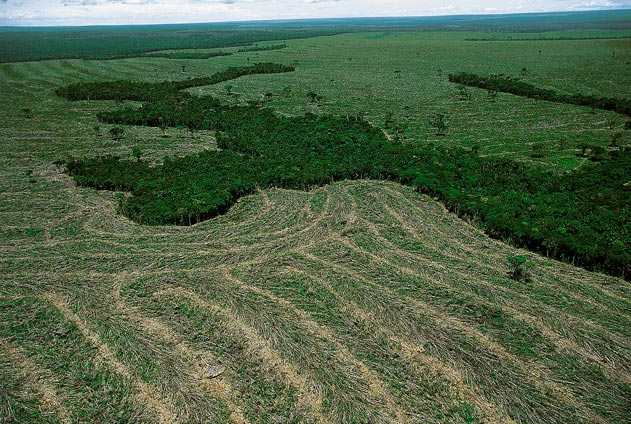 Desmatamento na Amazônia Legal aumentou 16% em um ano, diz ministra