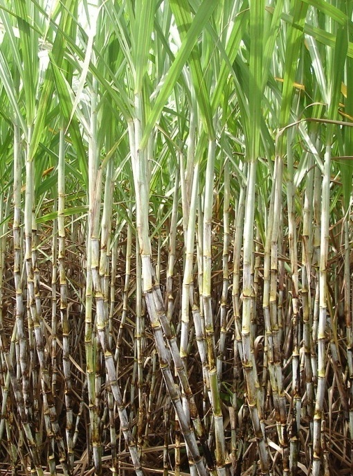 PMGCA libera duas novas variedades RB de cana-de-açúcar