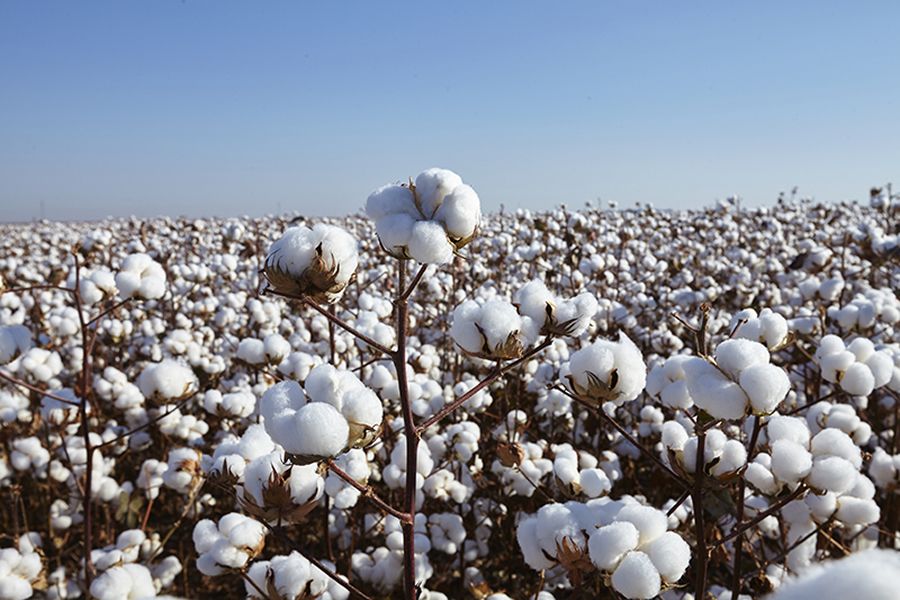 Até 2030 Brasil será o maior exportador de algodão do mundo