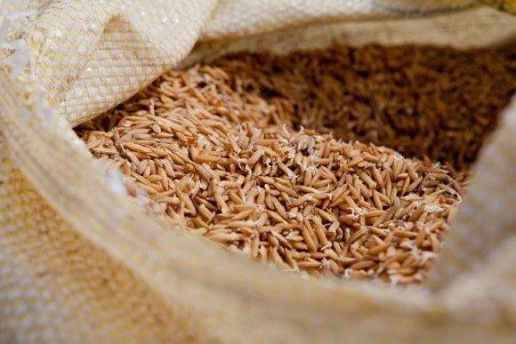 Produtores do Baixo S. Francisco recebem 400 toneladas de sementes de arroz