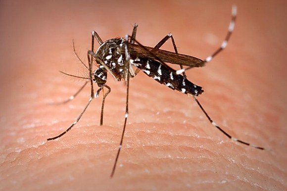 ‘AL não tem o mosquito transmissor da malária’, esclarece infectologista