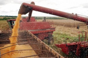Safra de grãos de 2015 deve crescer 8,1%, diz IBGE