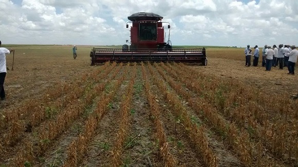 Alagoas promove última colheita de soja em 2015 na sexta (13)