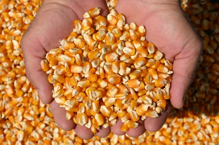 No Brasil, 2ª safra da colheita de milho atinge 62,4% da área