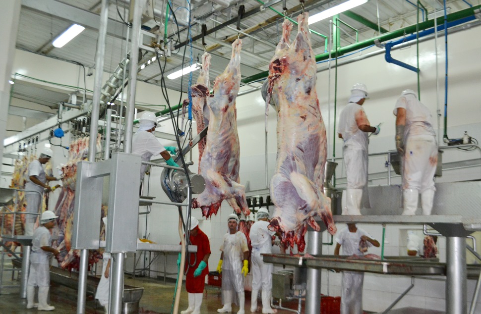 FrigoVale abate mais de 50 bovinos no primeiro dia de funcionamento