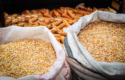 Safra de grãos este ano deverá ser 0,6% maior que a de 2015, mostra IBGE