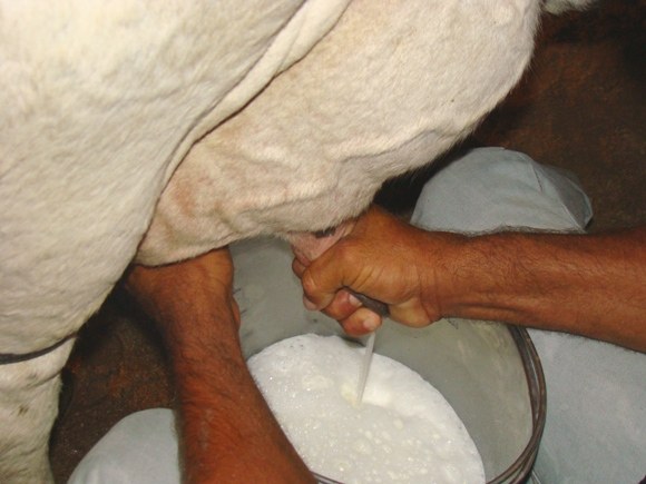 Fomento da Desenvolve ajuda pequeno produtor de leite a melhorar de vida