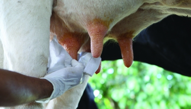 Produção leiteira está presente em 90% dos municípios alagoanos