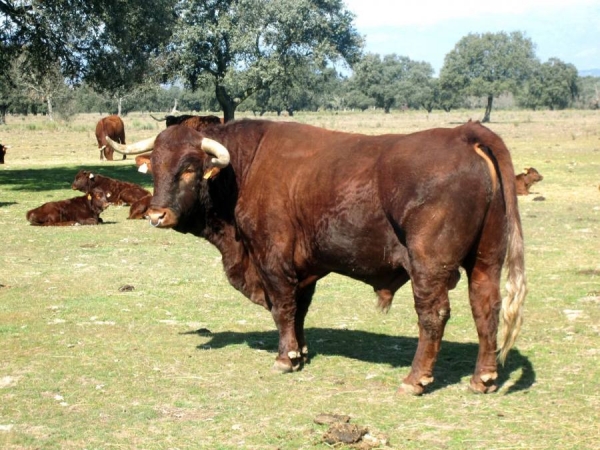 Raça de gado Retinta é apresentada ao secretário da Agricultura de Alagoas